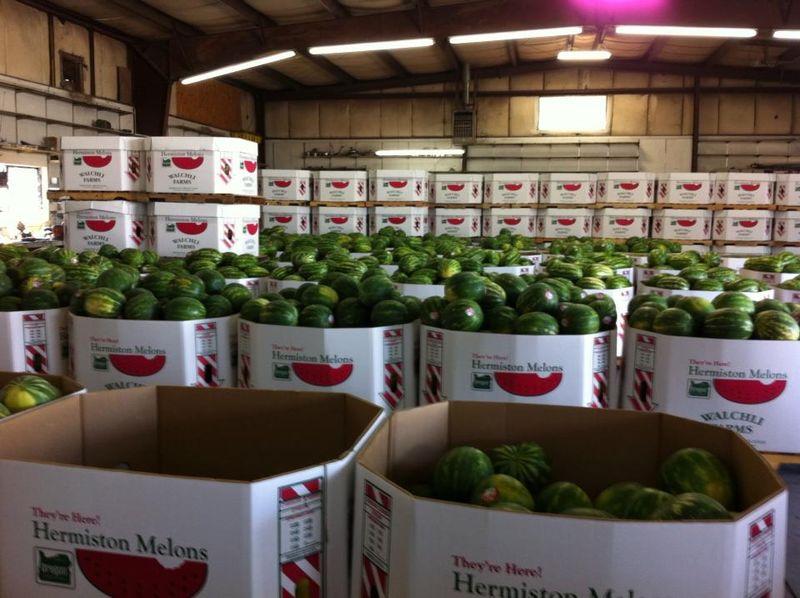 Walchli Farms in the Midst of Hermiston's Watermelon Harvest NBC