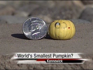 The World's Smallest Pumpkin in the Tri-Cities? - NBC Right Now/KNDO ...