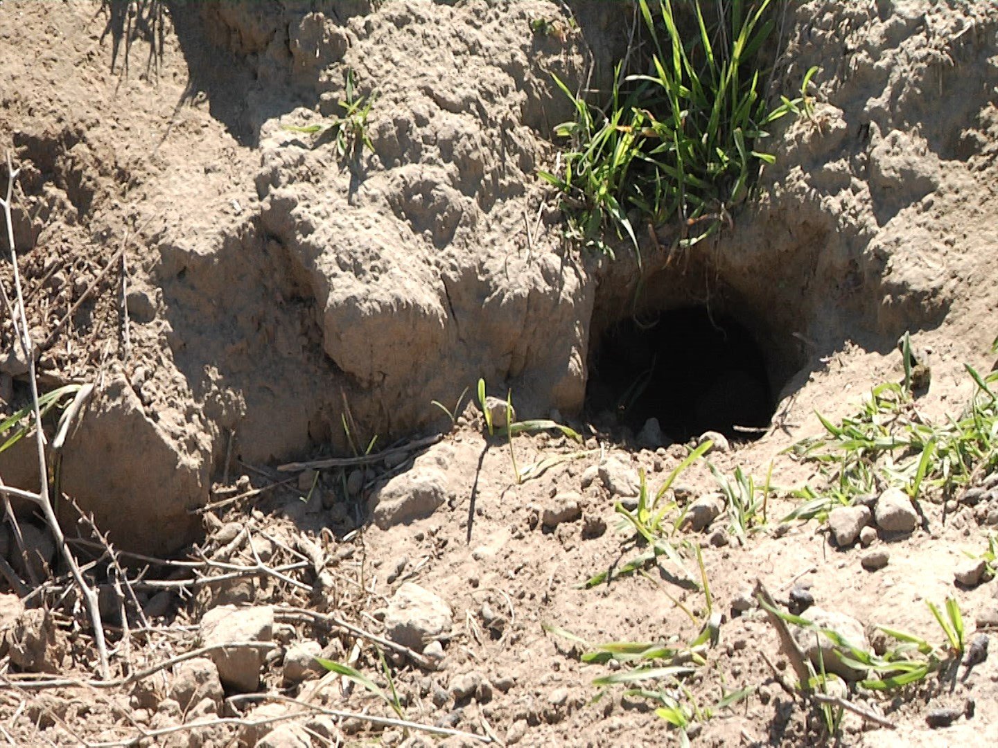 Burrowing animals causing canal concerns - NBC Right Now/KNDO/KNDU Tri ...