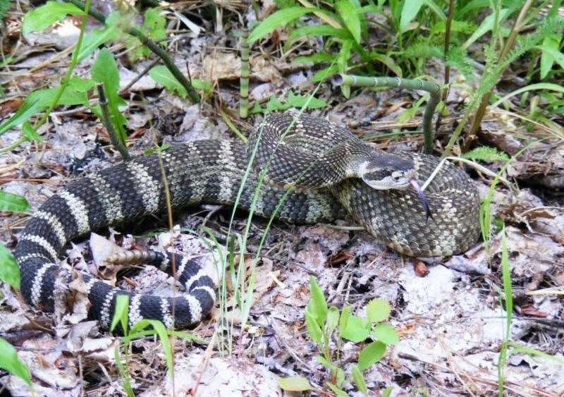 WAPC issues snake bite seasonal health alert - NBC Right Now/KNDO/KNDU ...