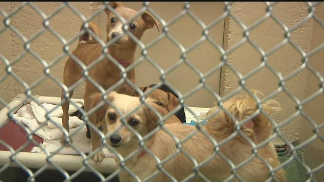 Yakima Humane Society struggling to care for 34 dogs found in fi - NBC ...