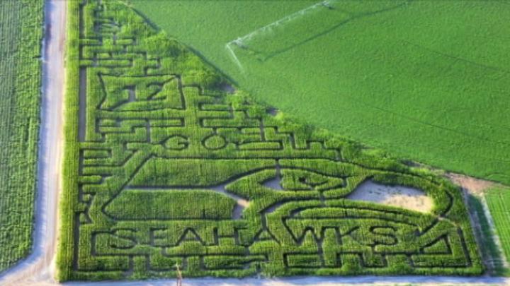 Seahawks Corn Maze Opening In Pasco As Part Of Fall Festival - NBC ...