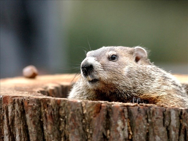 Groundhog Predicts Six More Weeks of Winter - NBC Right Now/KNDO/KNDU ...